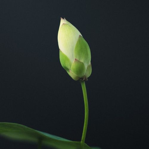 Symbolic image of two figures intertwining like plant vines, bathed in lime green light.
